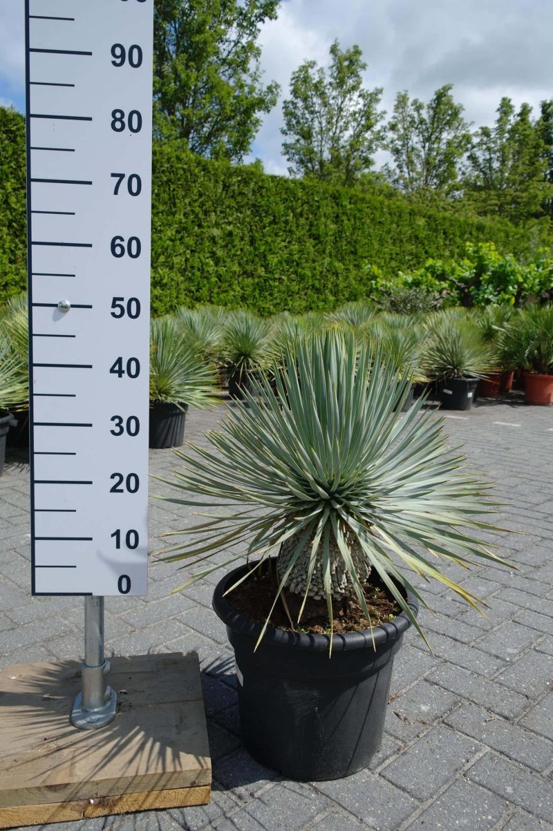 Yucca Rostrata - Afbeelding 3
