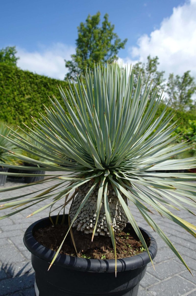 Yucca Rostrata - Afbeelding 4