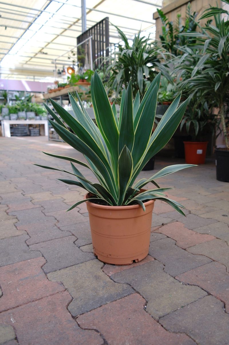 Yucca Gloriosa Variegata