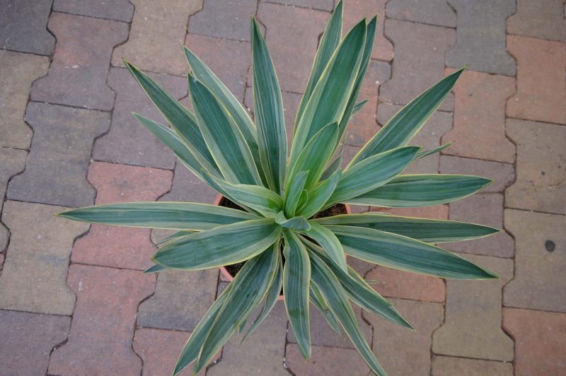 Yucca Gloriosa Variegata - Afbeelding 2