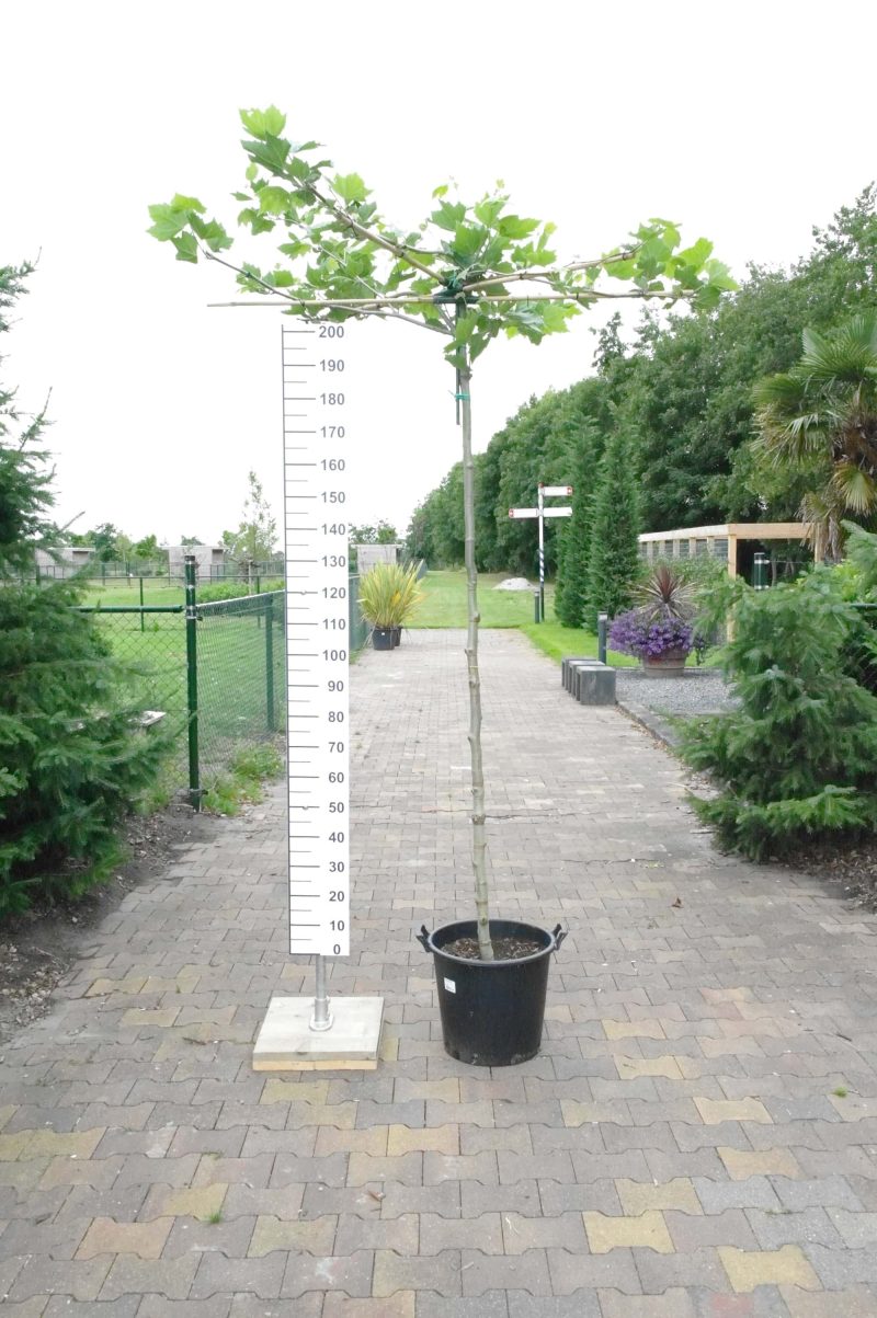 Dakplataan