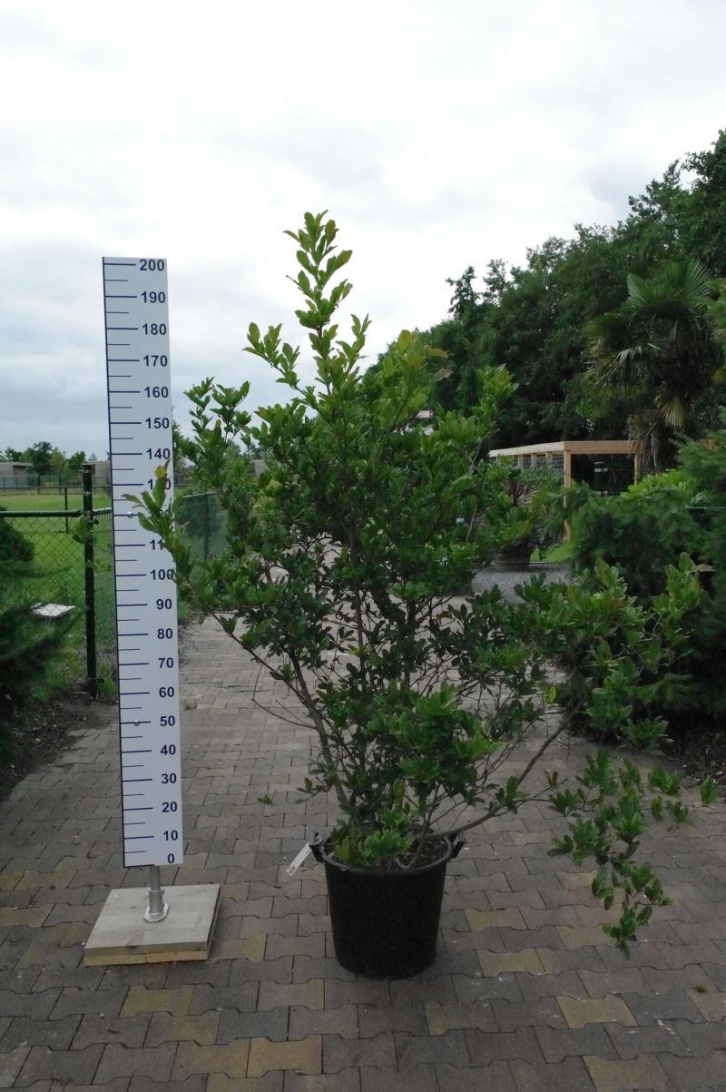 Magnolia Stellata