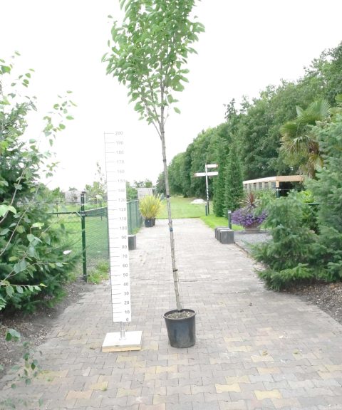 Prunus Ser. amanogawa