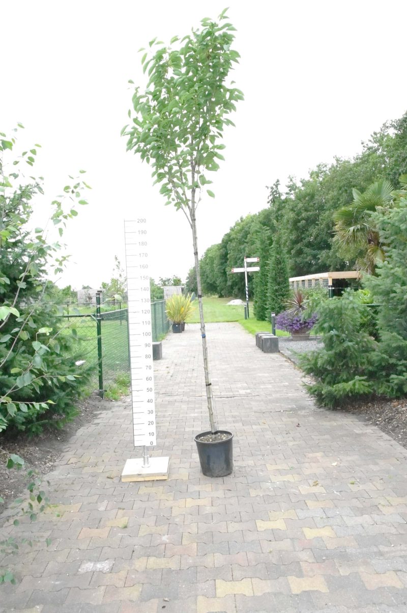 Prunus Ser. amanogawa