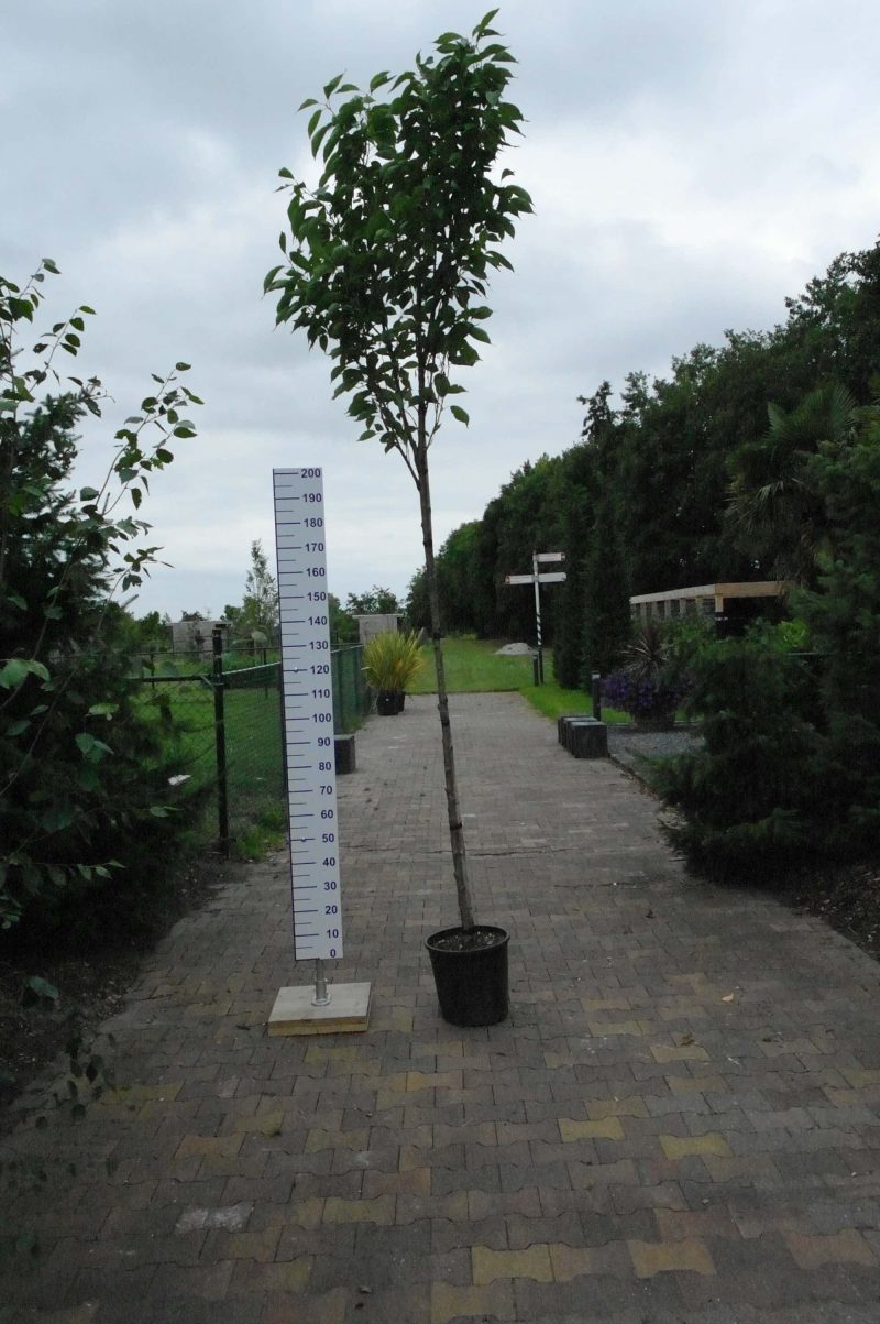 Prunus Ser. amanogawa - Afbeelding 2