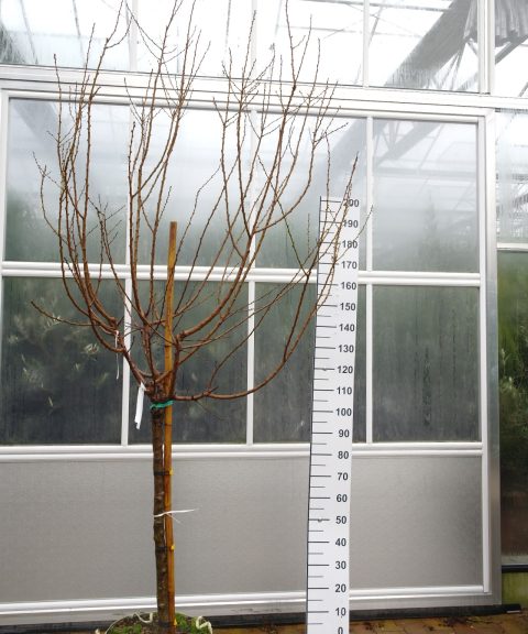 Prunus a. 'Bulida' - Abrikoos