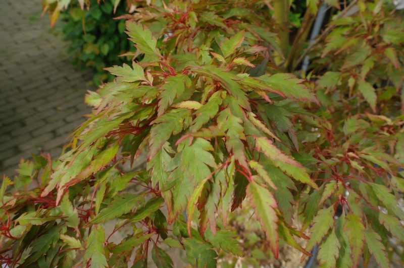 Acer Palmatum 'Beni-hagoromo' - Afbeelding 2