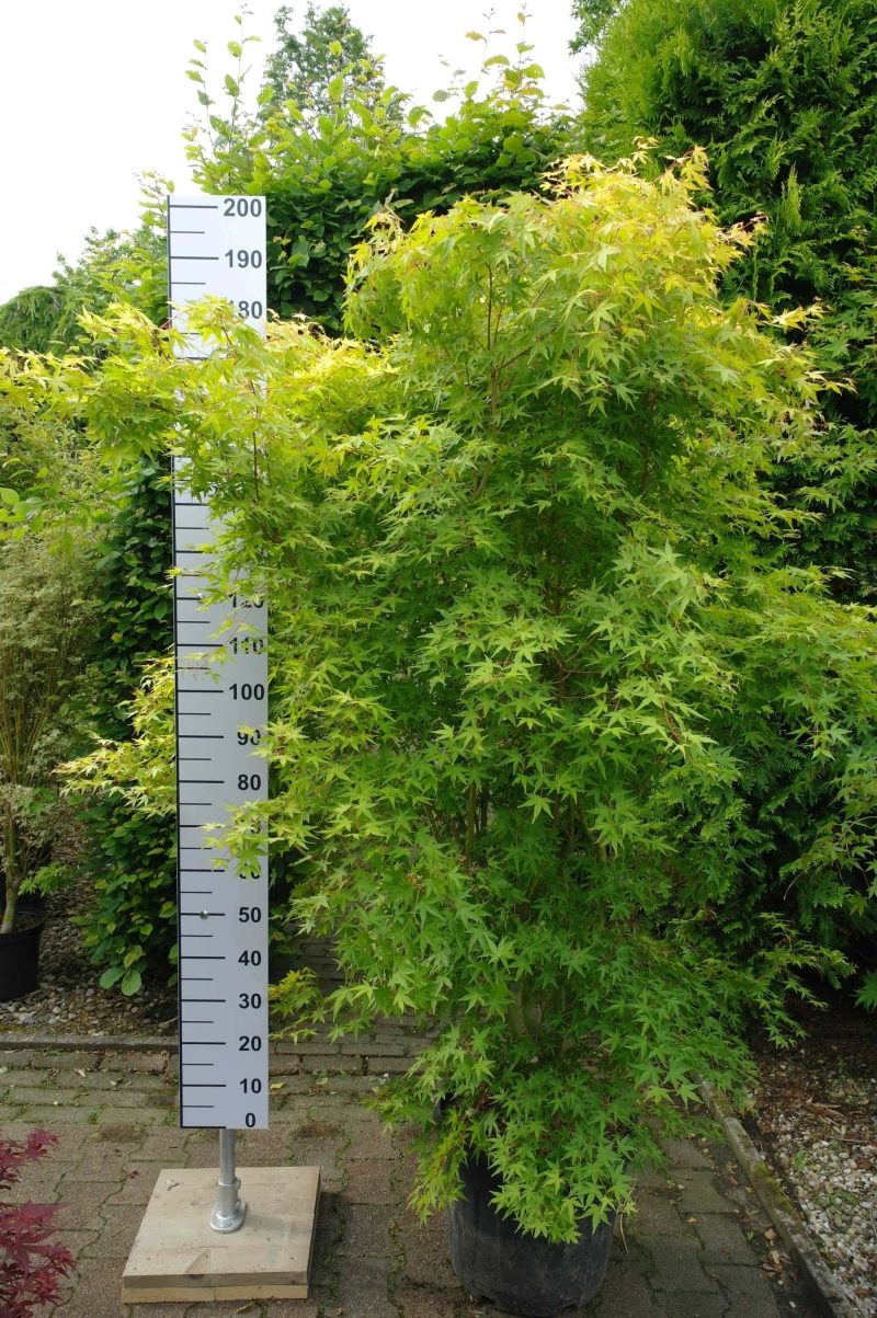 Acer Palmatum 'Katsura'