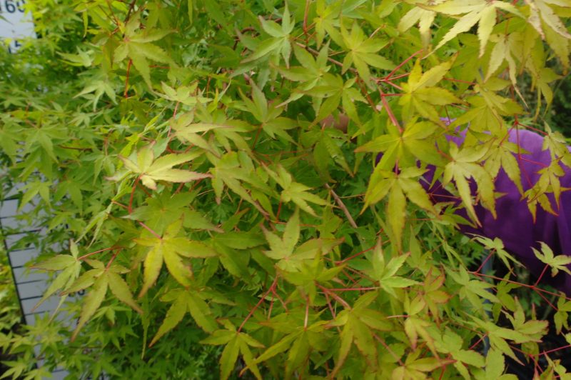 Acer Palmatum 'Katsura' - Afbeelding 2