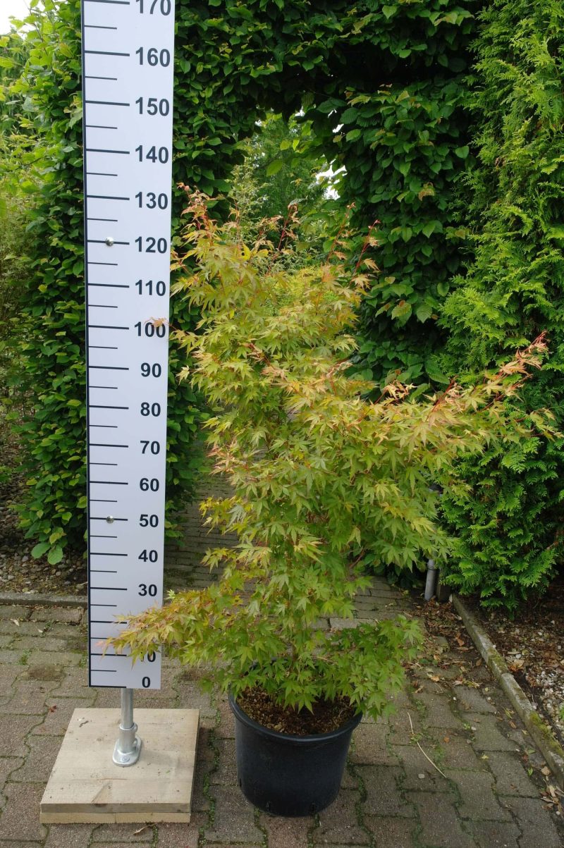Acer Palmatum 'Sangokaku'