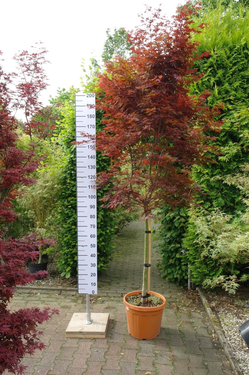 Acer Palmatum 'Skeeters Broom'