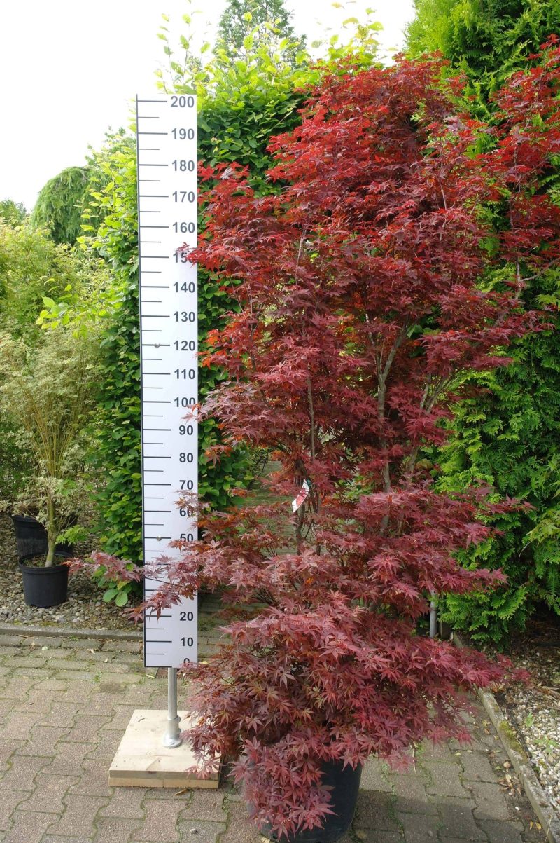 Acer Palmatum 'Skeeters Broom'