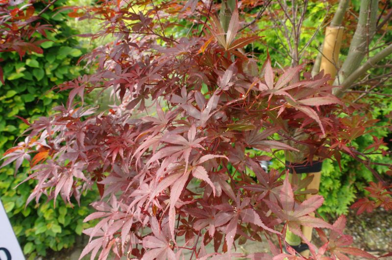 Acer Palmatum 'Skeeters Broom' - Afbeelding 2