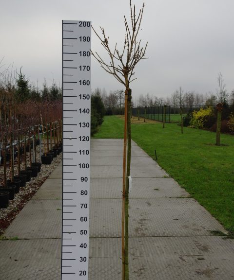 Acer pseudoplatanus 'Brilliantissimum'