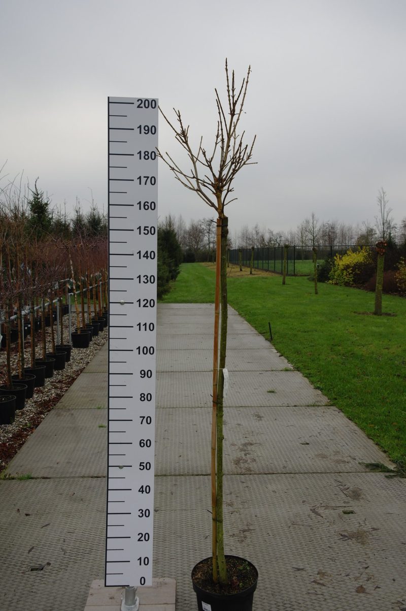 Acer pseudoplatanus 'Brilliantissimum'