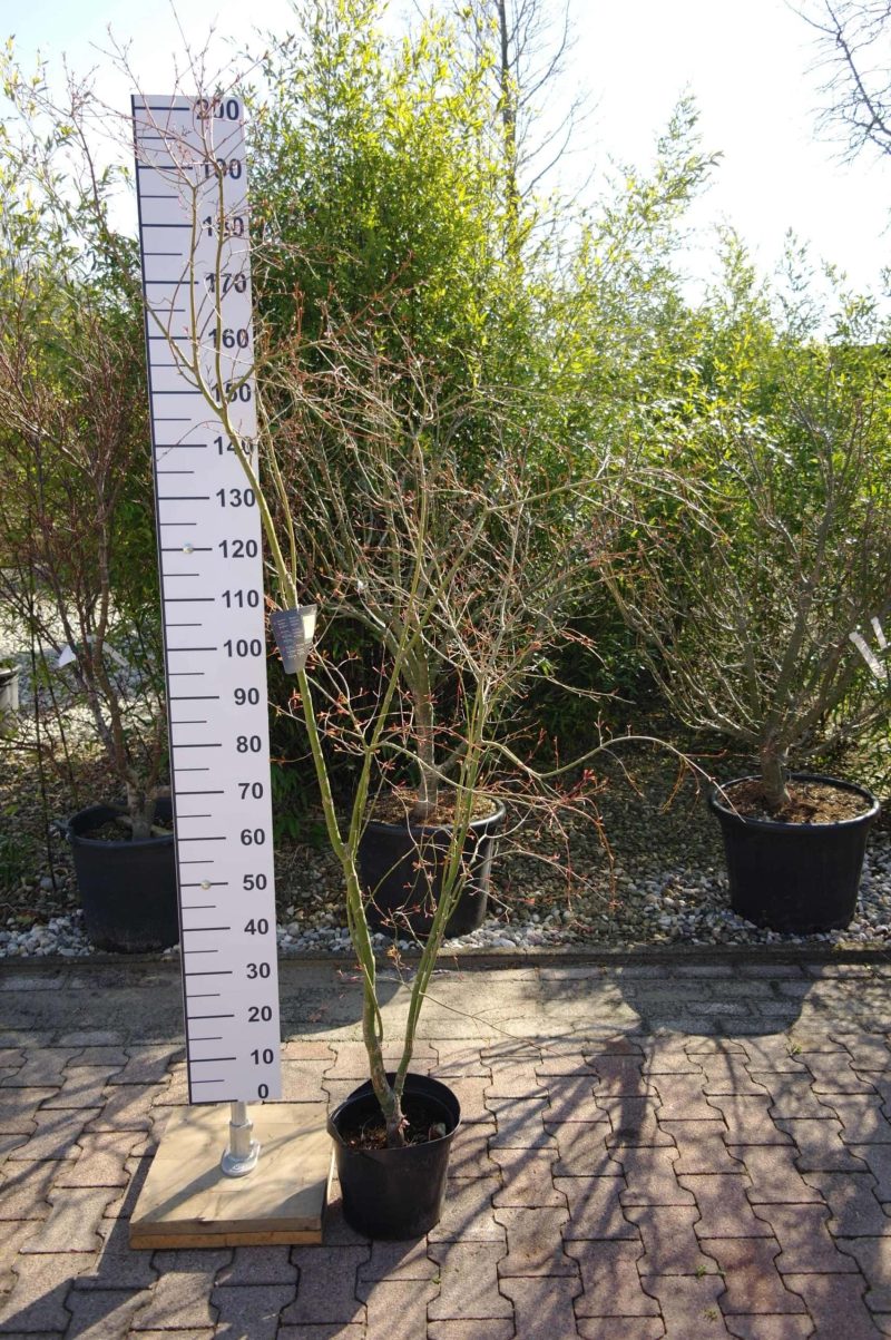 Acer Palmatum 'Butterfly'