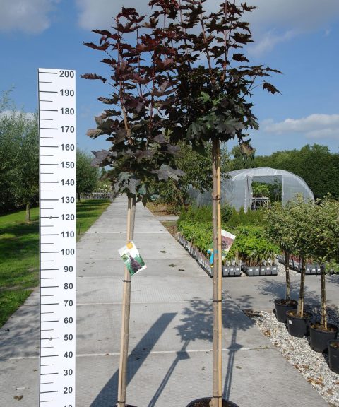 Acer platanoides Crimson Sentry