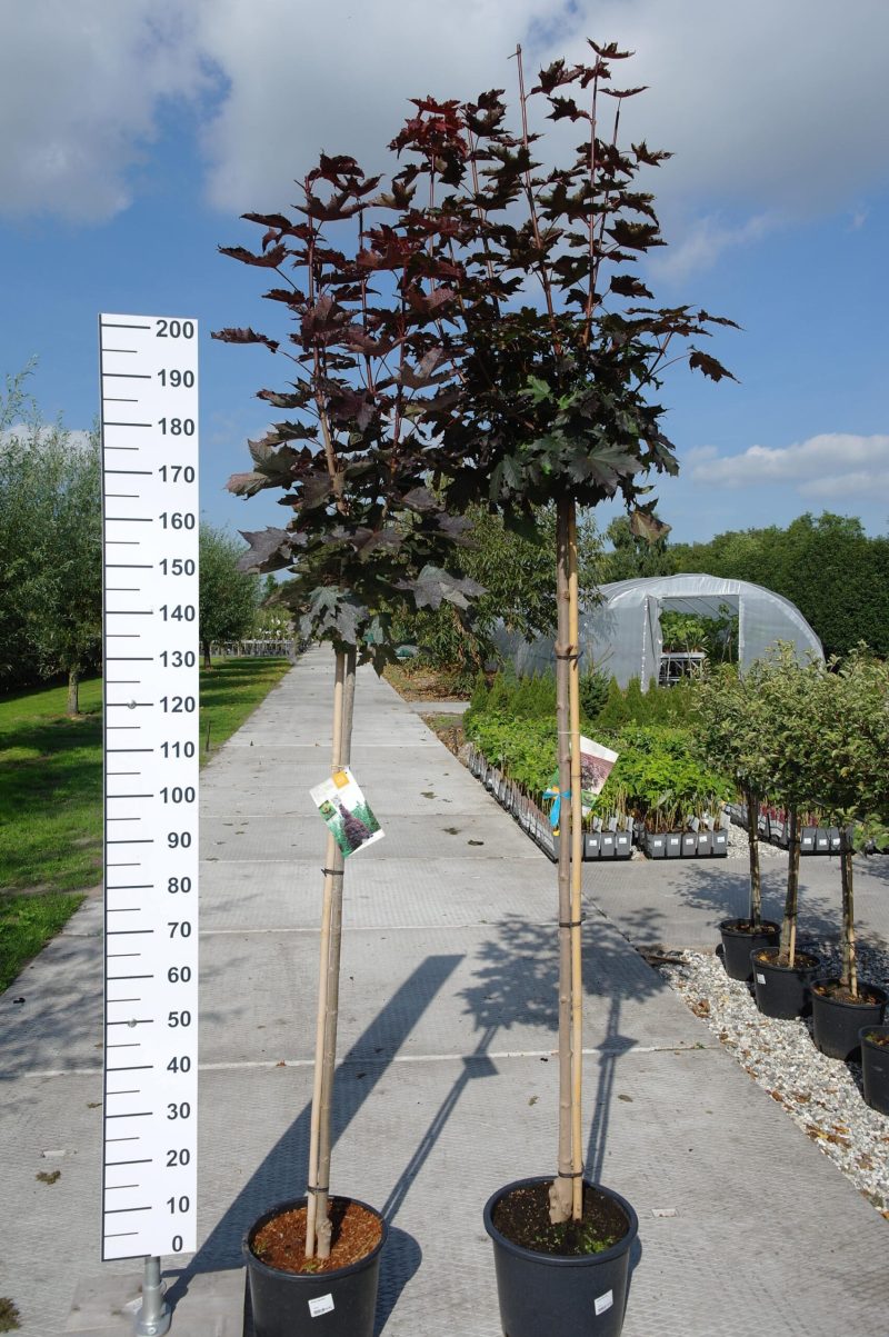 Acer platanoides Crimson Sentry
