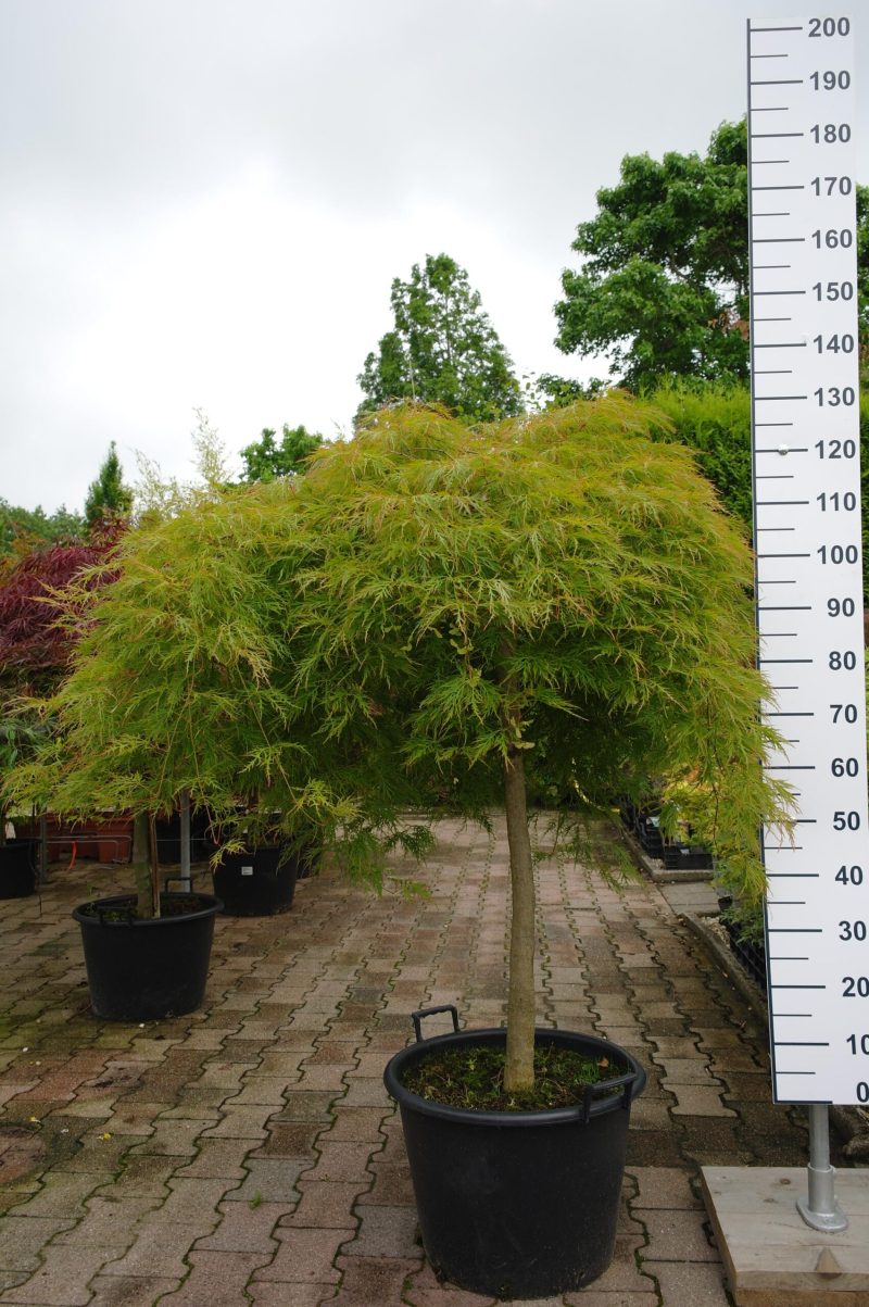 Acer Palmatum 'Dissectum' viridis