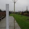 Acer pseudoplatanus 'Esk Sunset'