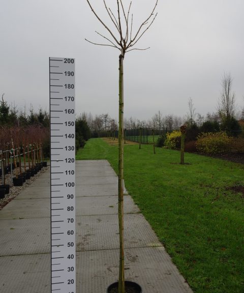 Acer pseudoplatanus 'Esk Sunset'