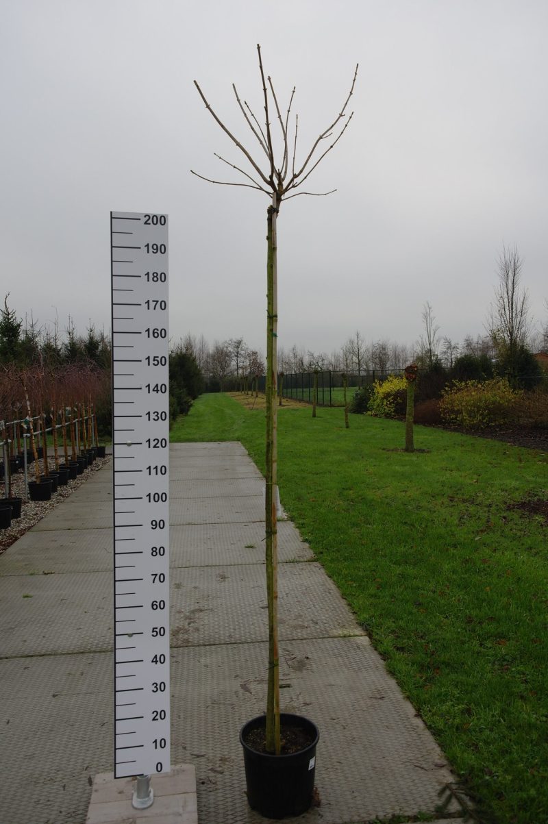 Acer pseudoplatanus 'Esk Sunset'