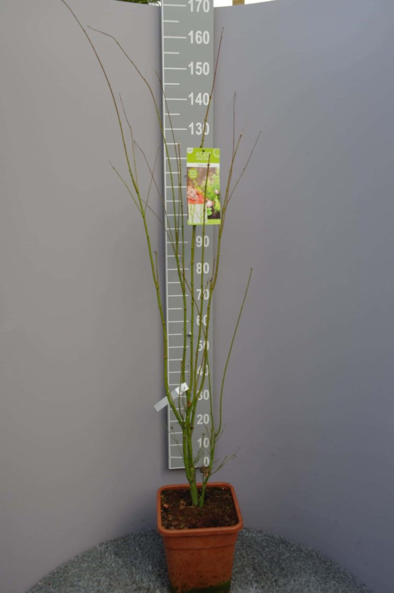 Acer palmatum 'Going Green'