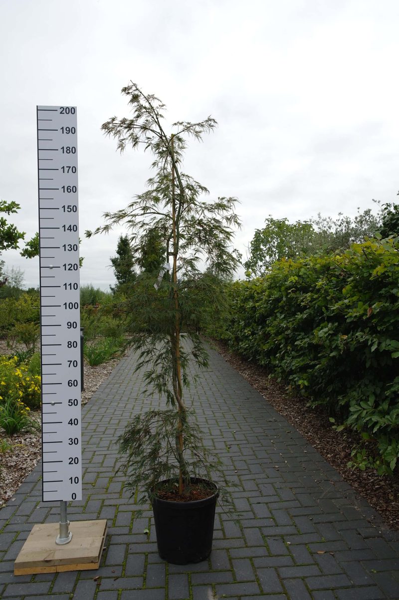 Acer Palmatum 'Inabe-Shadere'