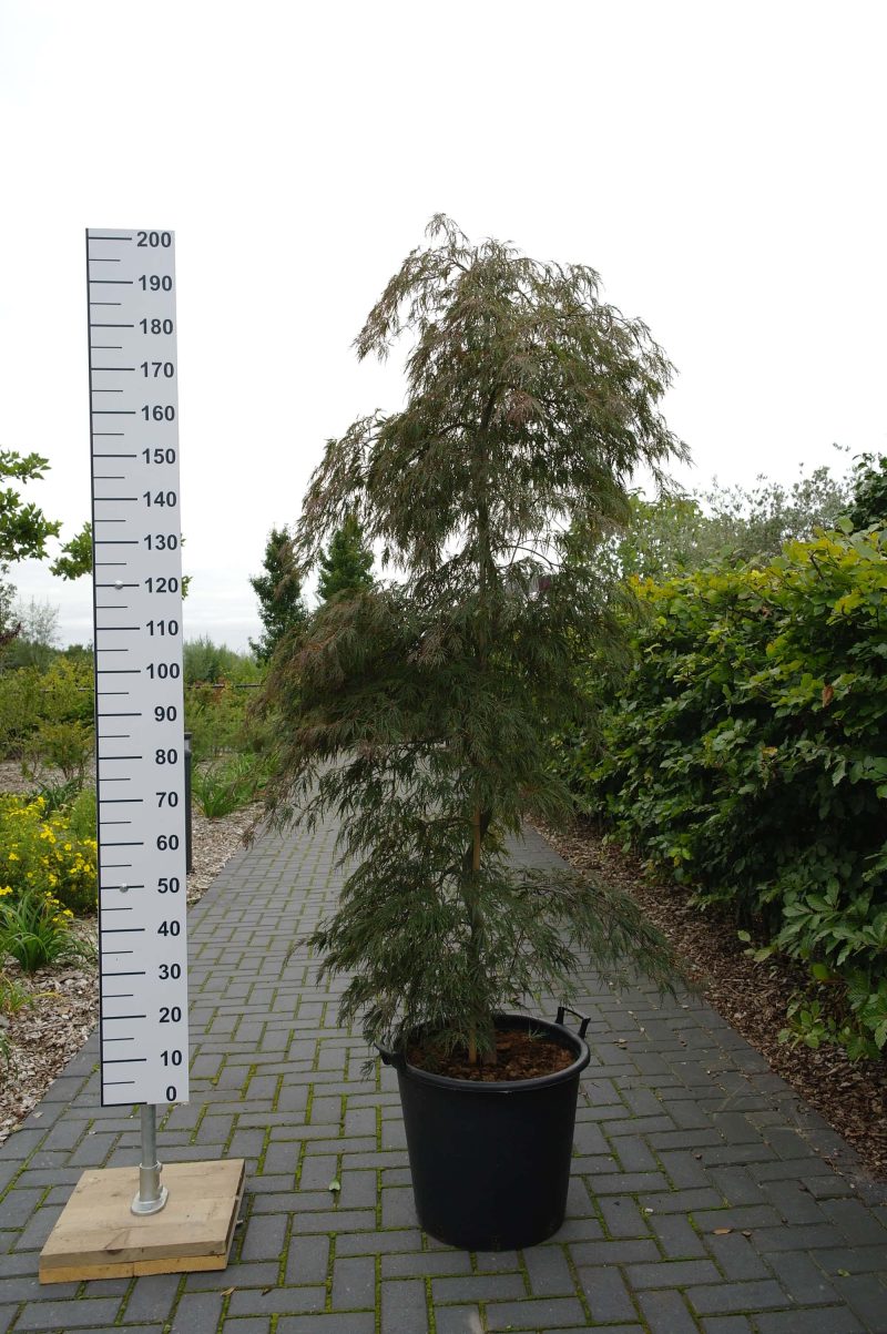 Acer Palmatum 'Inaba-Shidare' fountain
