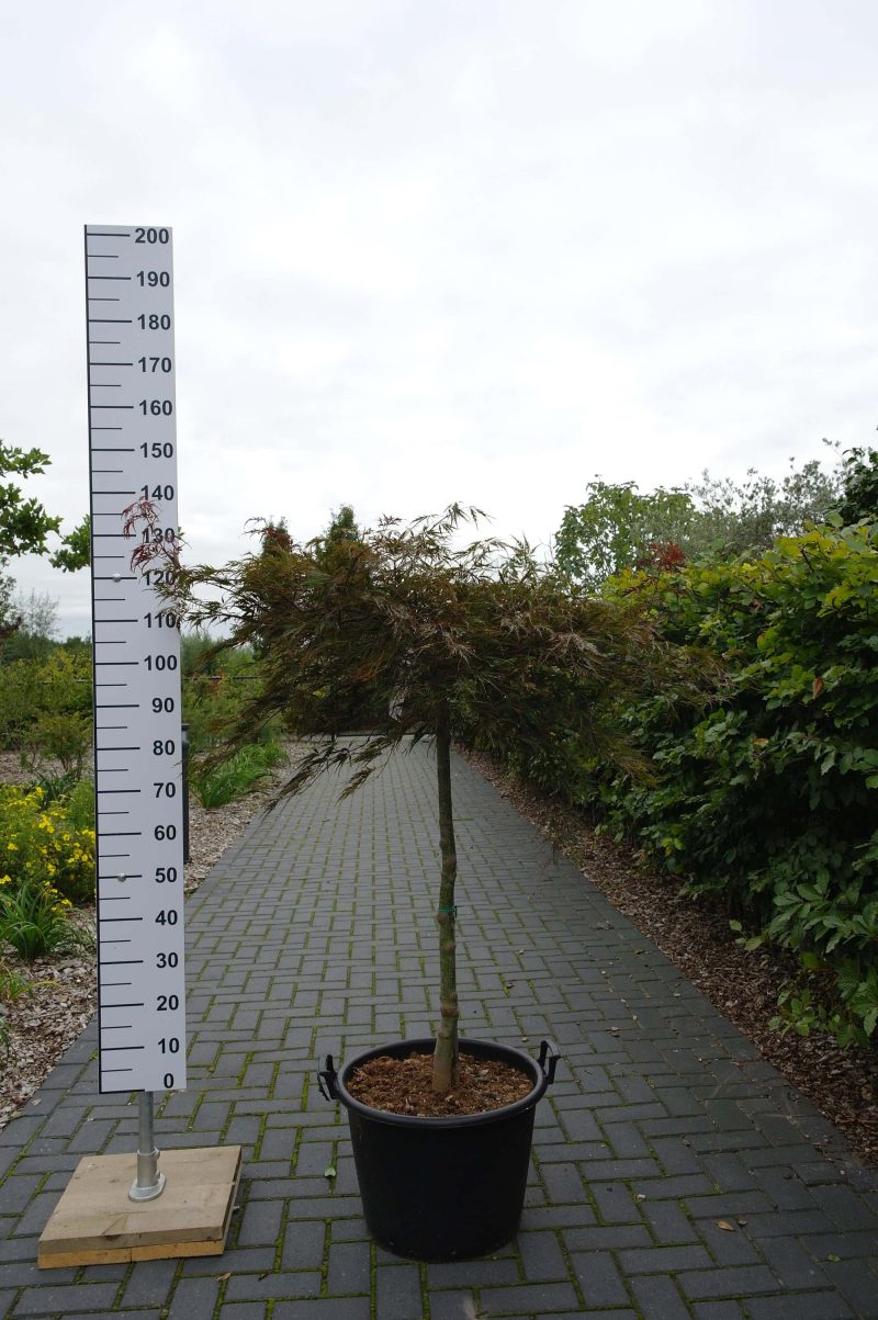 Acer Palmatum 'Inaba-Shidare' op stam 90-110 cm - Afbeelding 2