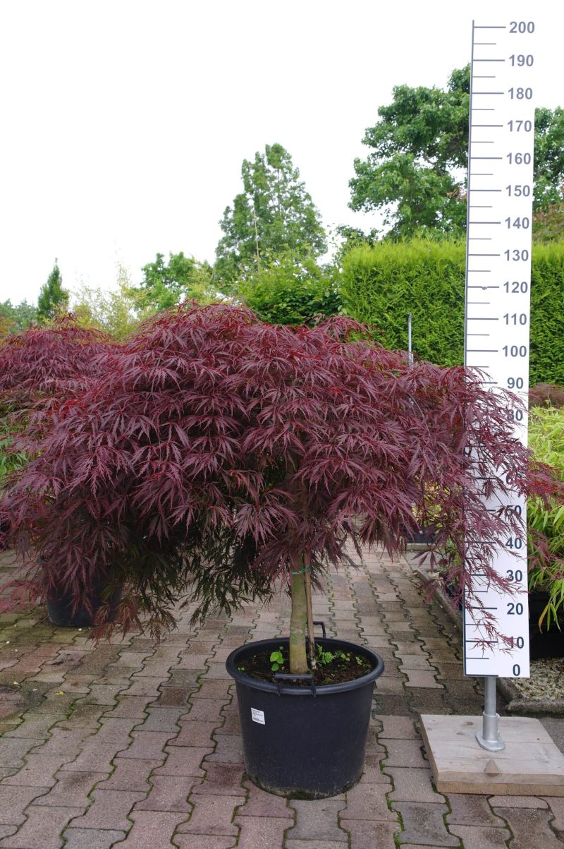 Acer Palmatum 'Inaba-Shidare' op stam 90-110 cm