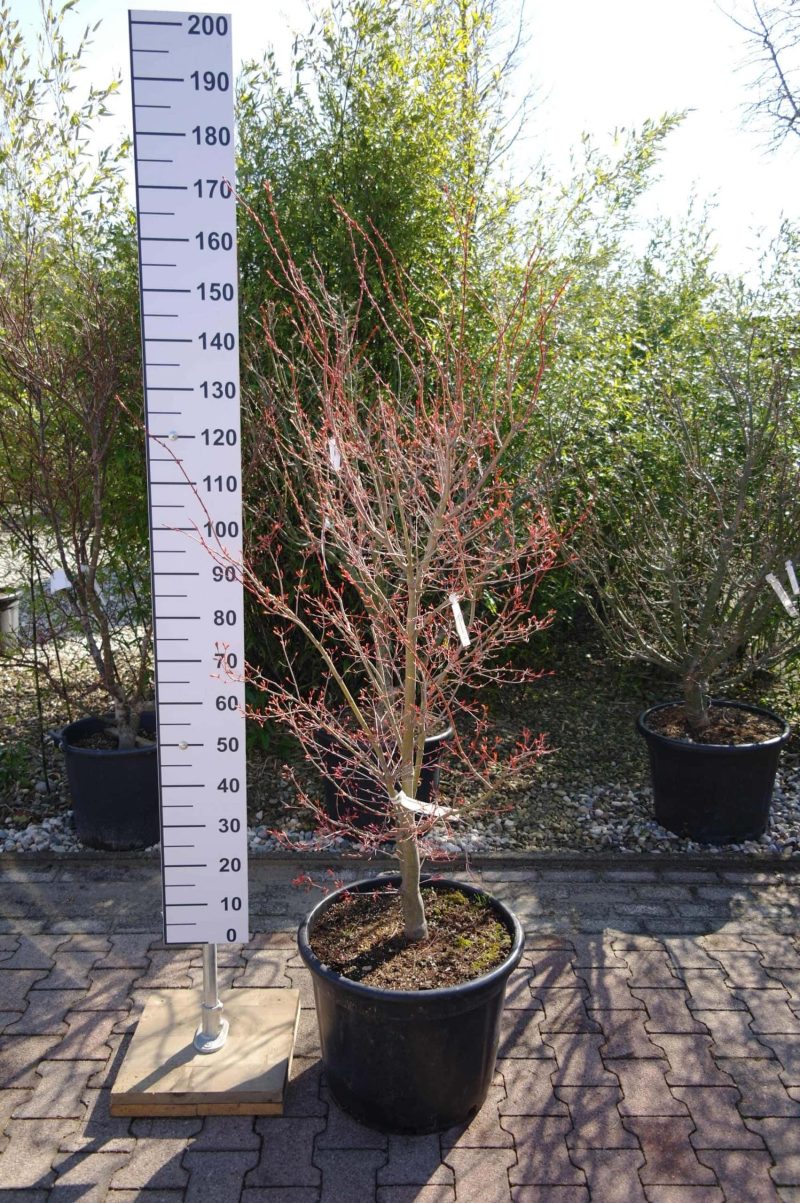 Acer Palmatum 'Katsura'