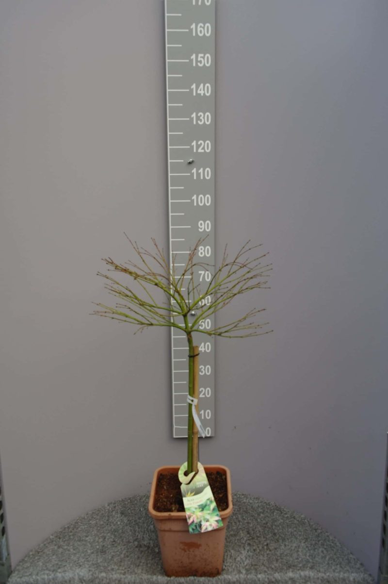 Acer Palmatum 'Little Princess' op stam