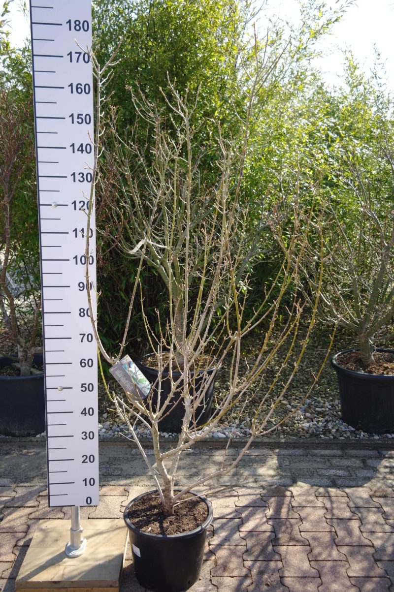 Acer Palmatum 'Negundo Flamingo'