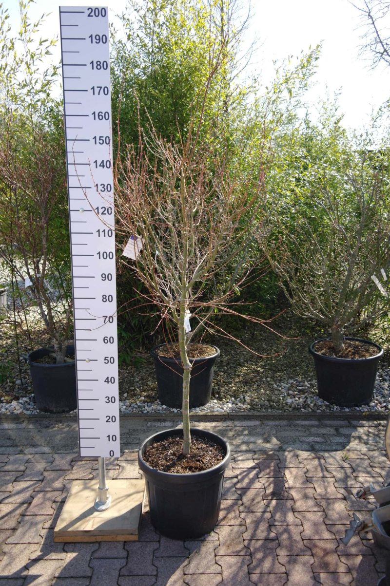 Acer Palmatum 'Orange dream' op stam