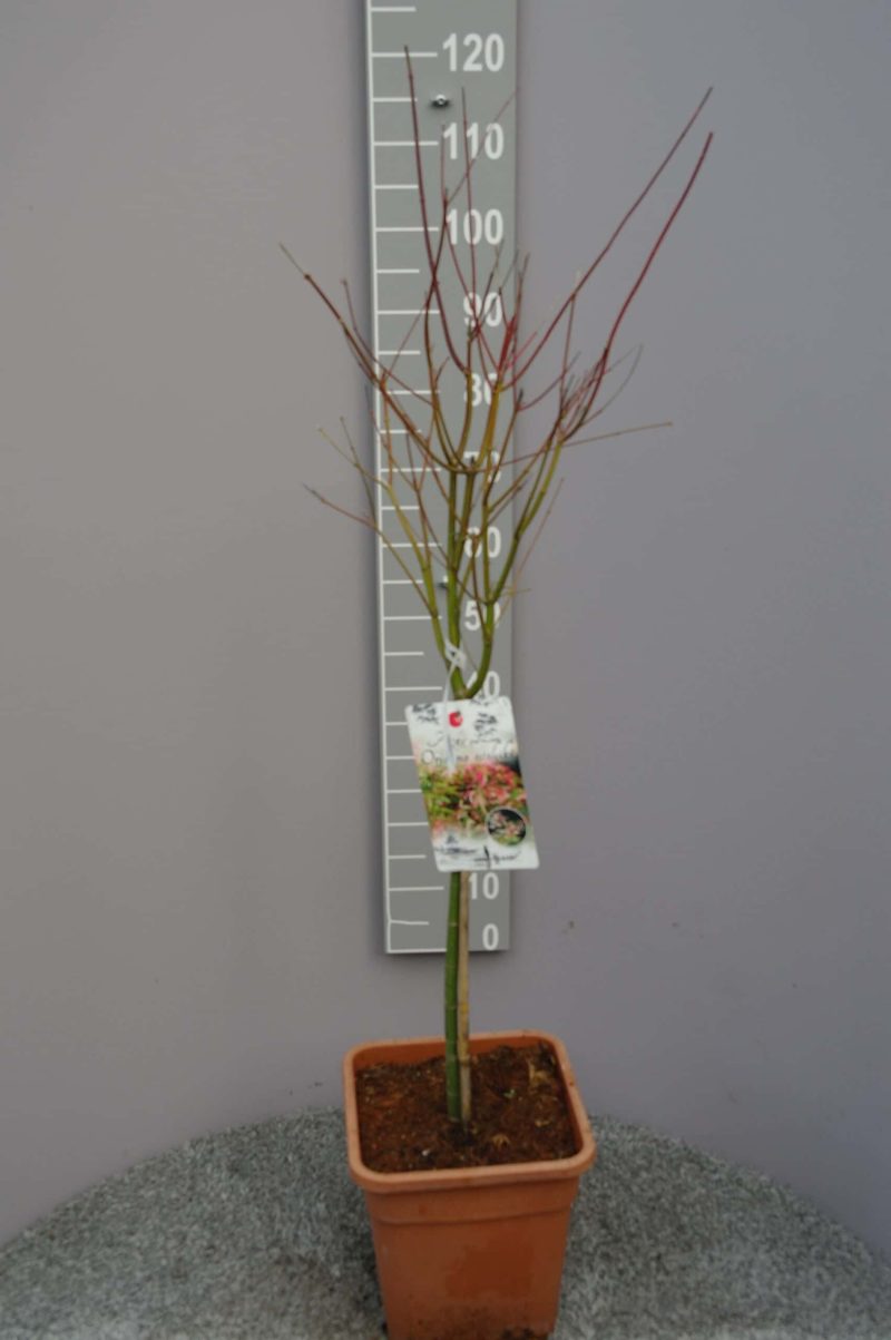 Acer palmatum 'Oridono-nishiki' op stam - Afbeelding 2