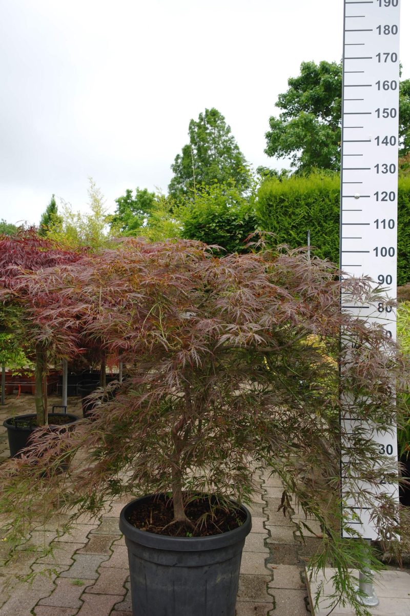 Acer Palmatum 'Ornatum'