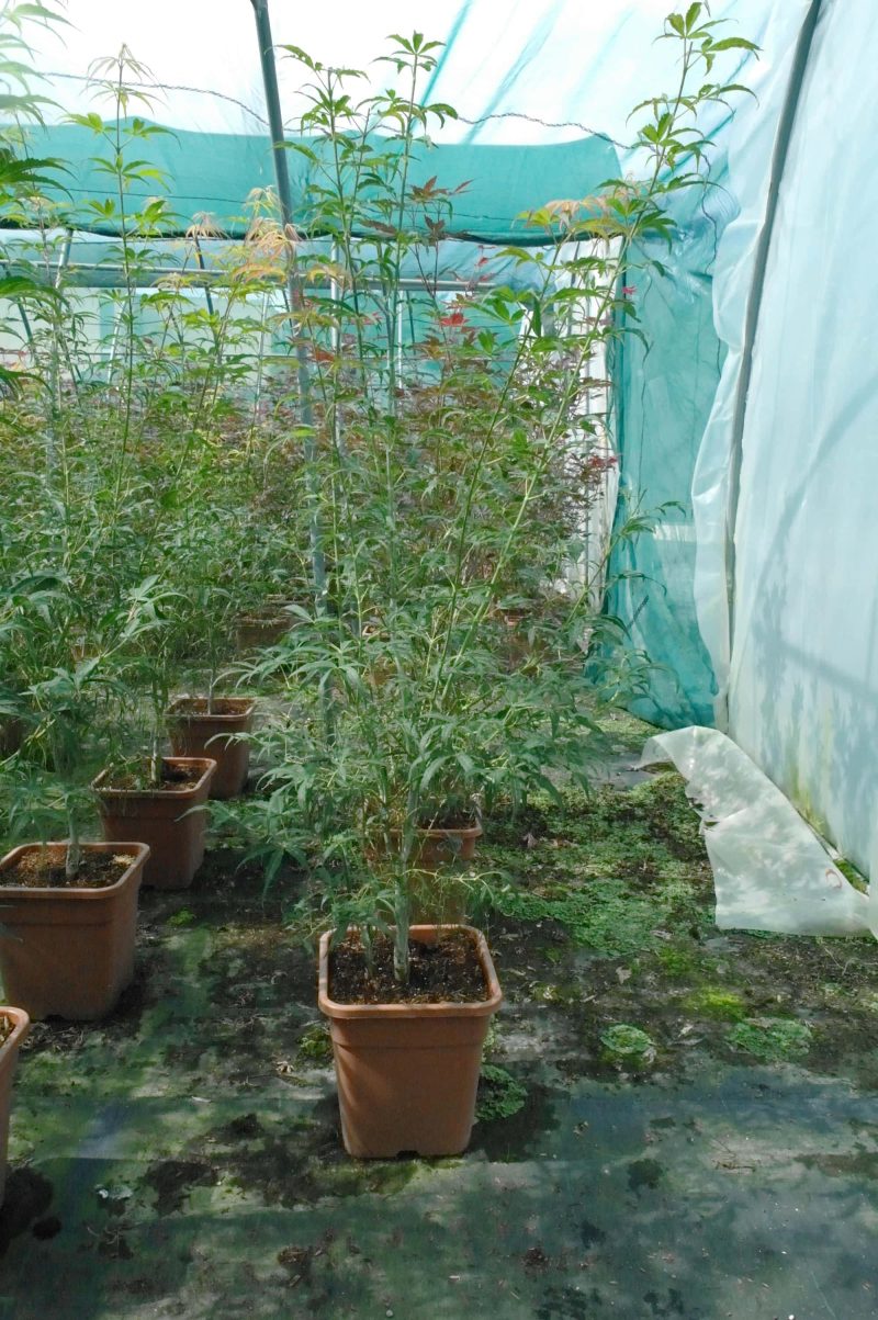 Acer palmatum Koto-no-ito 14 liter - Afbeelding 3