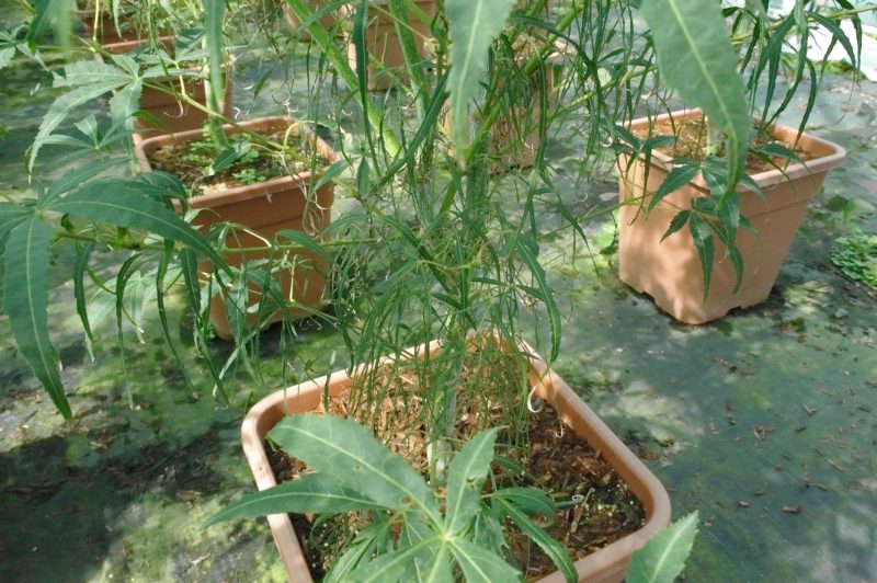 Acer palmatum Koto-no-ito 14 liter - Afbeelding 2