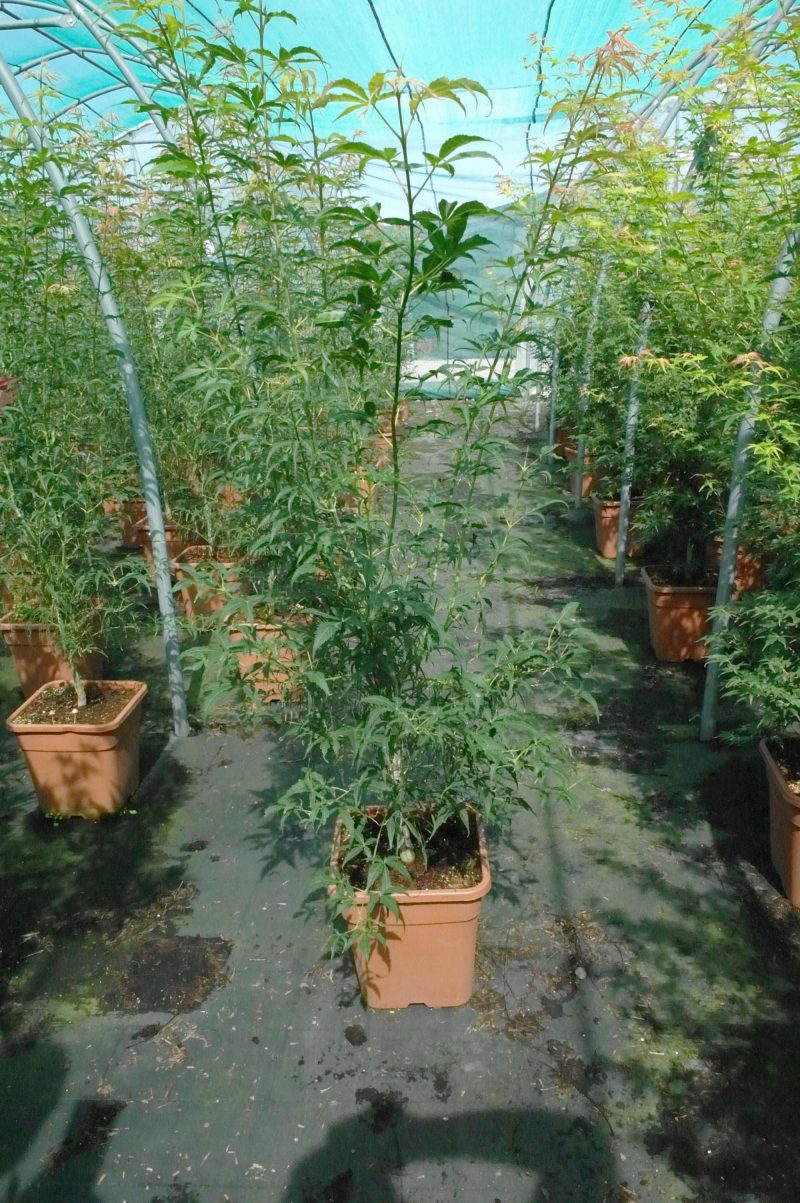 Acer palmatum Koto-no-ito 14 liter