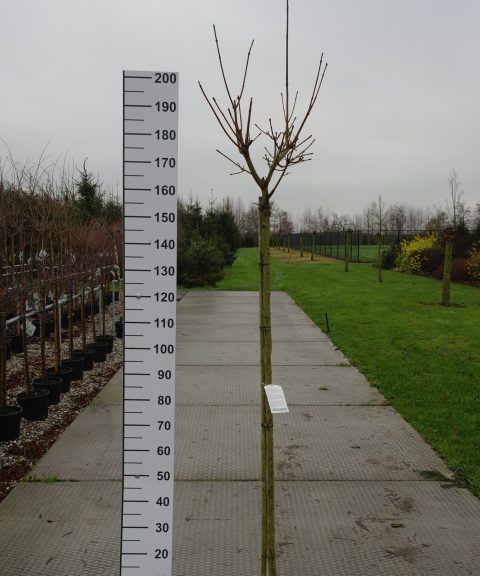Acer Platanoides 'Paldiski'
