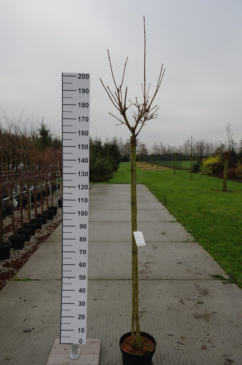 Acer Platanoides 'Paldiski'
