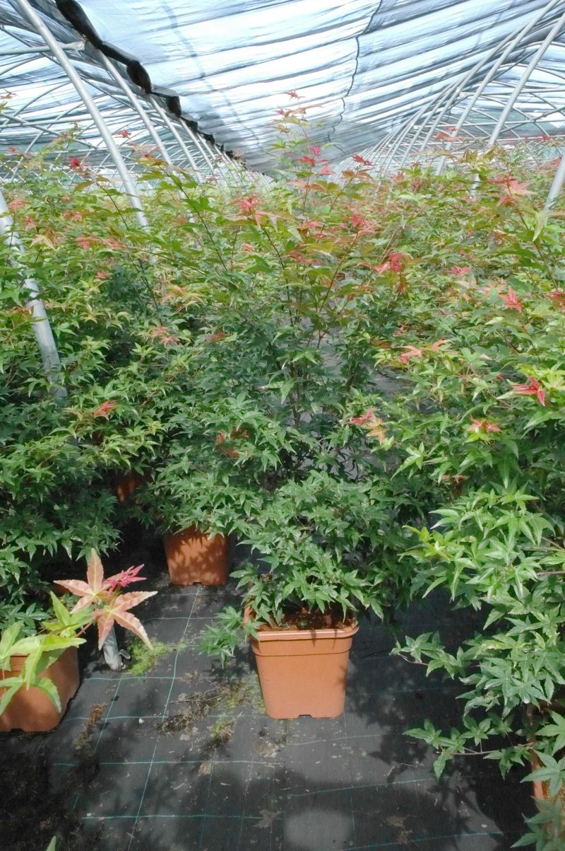 Acer palmatum Beni-maiko 14 liter - Afbeelding 4