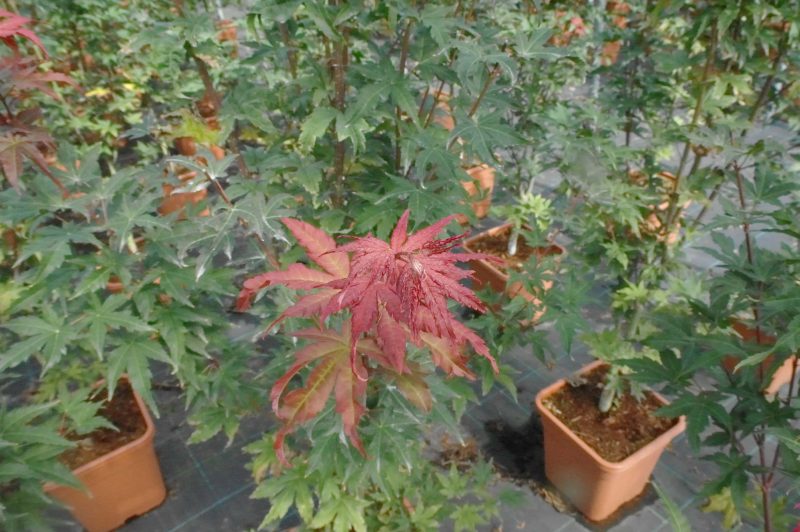 Acer palmatum Beni-maiko 14 liter