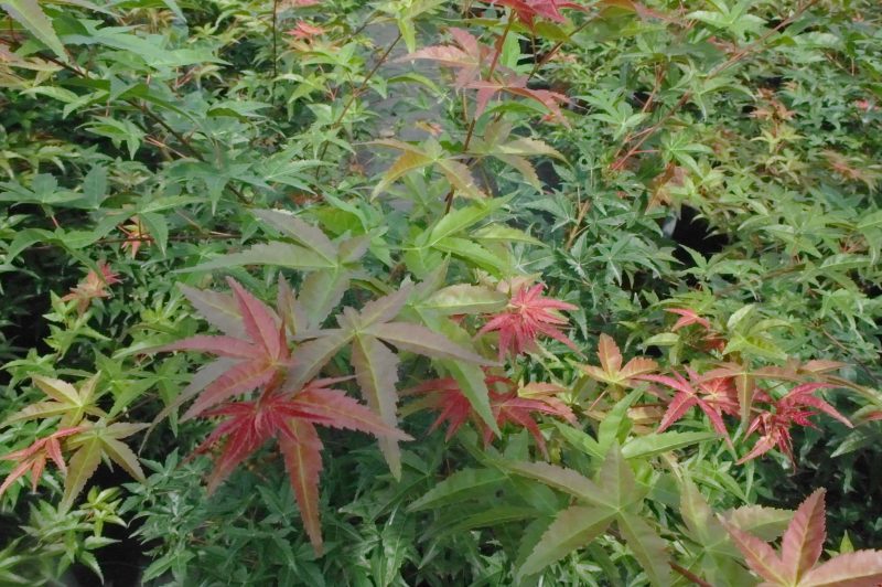 Acer palmatum Beni-maiko 14 liter - Afbeelding 2