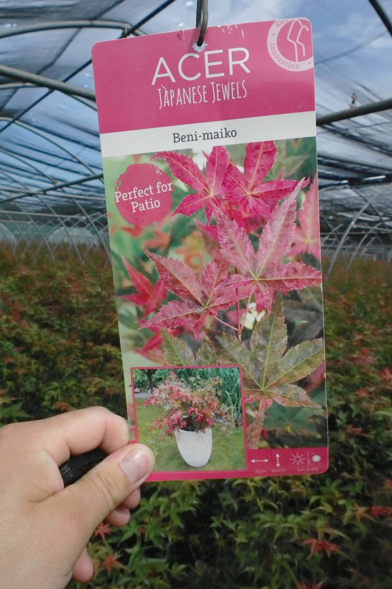 Acer palmatum Beni-maiko 14 liter - Afbeelding 5