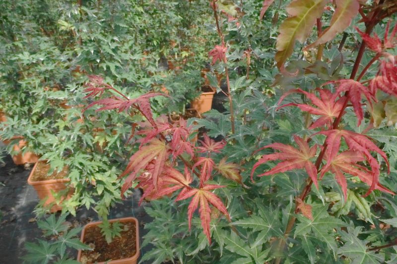 Acer palmatum Beni-maiko 14 liter - Afbeelding 3