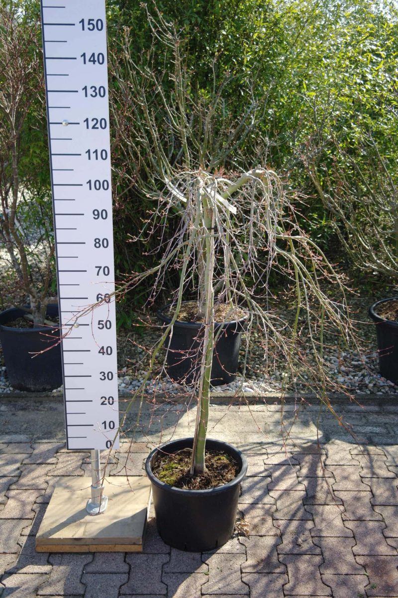 Acer Palmatum Ruysen