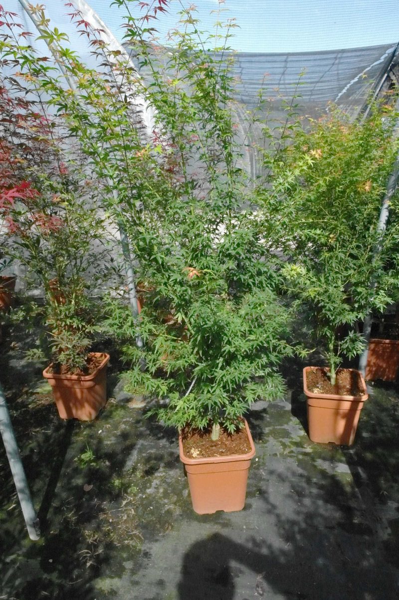 Acer palmatum Wilson's Pink Dwarf 14 liter - Afbeelding 2