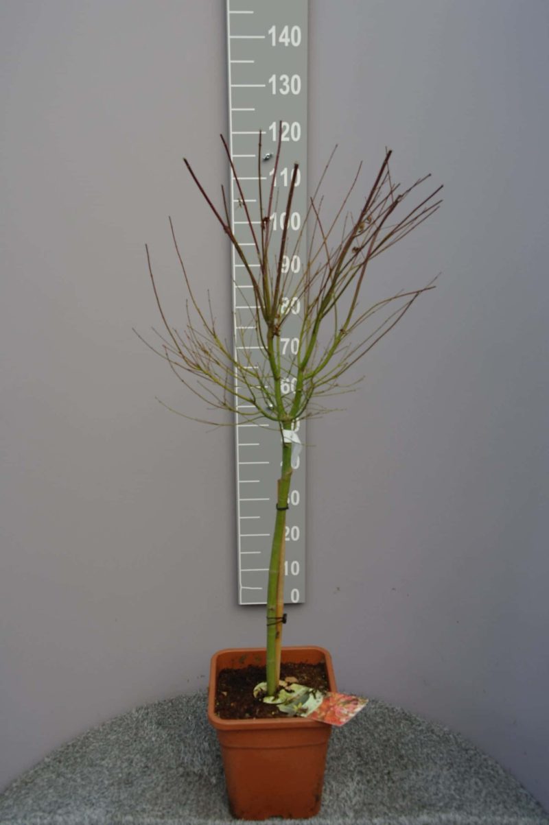 Acer palmatum 'Wilson's Pink Dwarf' 11 liter